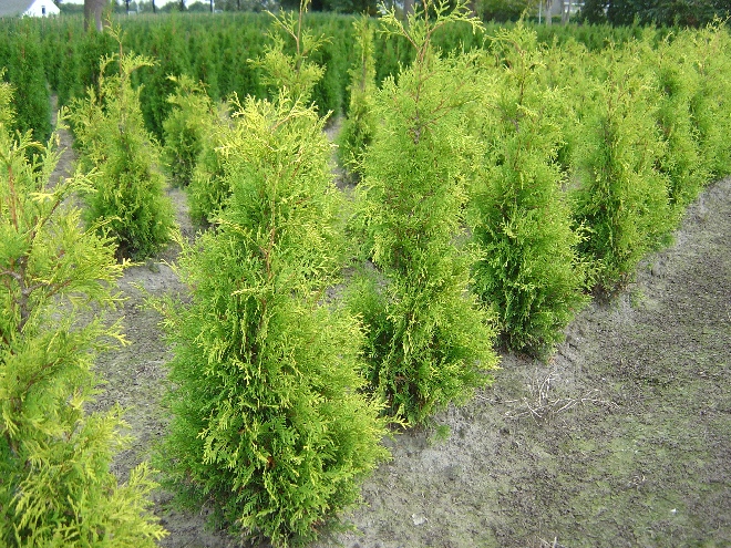 Thuja occidentalis 'Yellow Ribbon' Westerse Levensboom