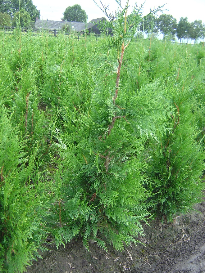 Thuja plicata 'Atrovirens' Levensboom