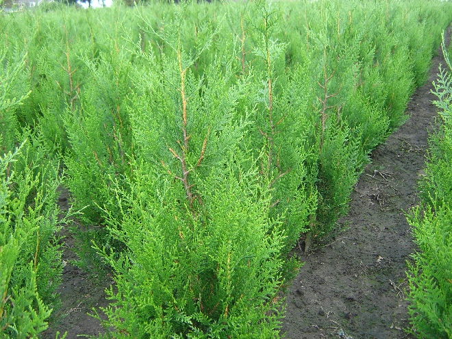Thuja plicata 'Atrovirens' Levensboom