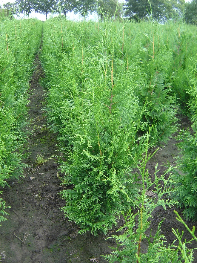 Thuja plicata 'Excelsa' Levensboom