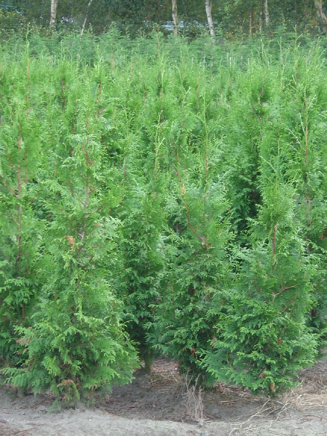 Thuja plicata 'Gelderland' Levensboom