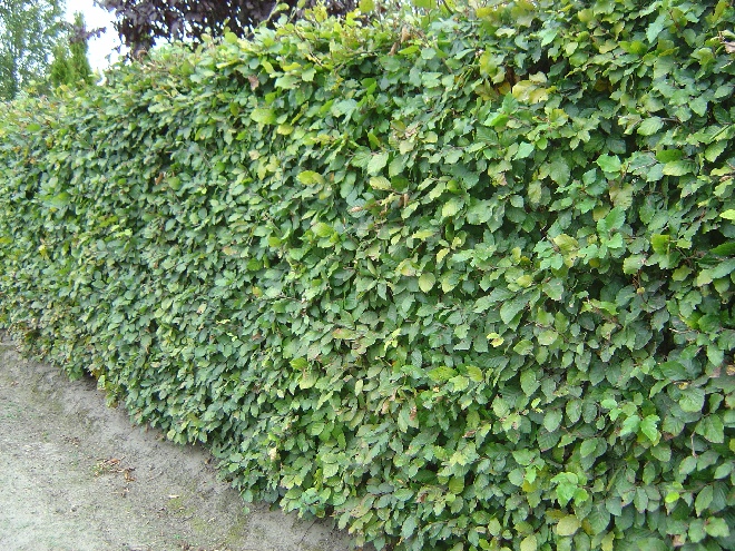 Fagus sylvatica 'Zlatia' Goudkleurige Gewone Beuk