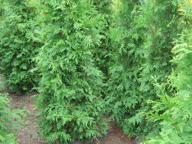 Thuja plicata Reuzenlevensboom