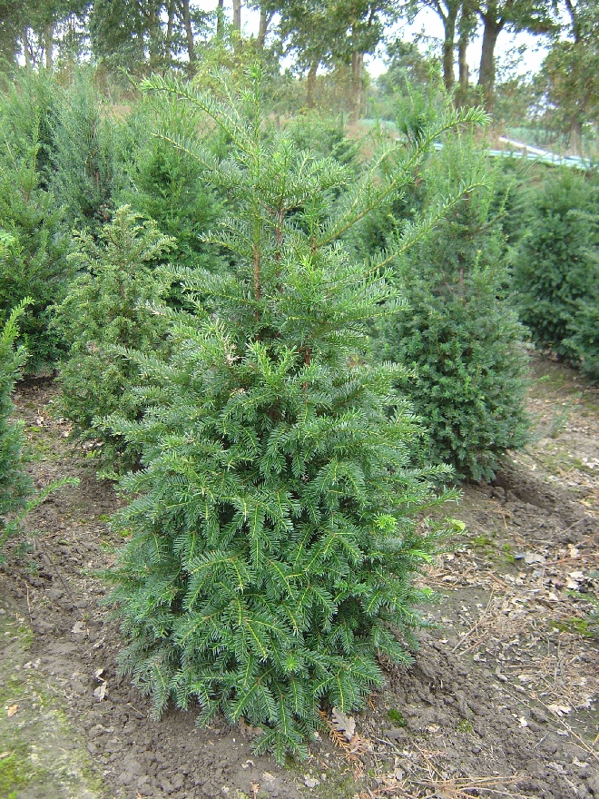 Taxus baccata Taxusheg, venijnboom
