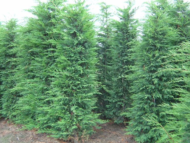 Taxus baccata Venijnboom, IJf