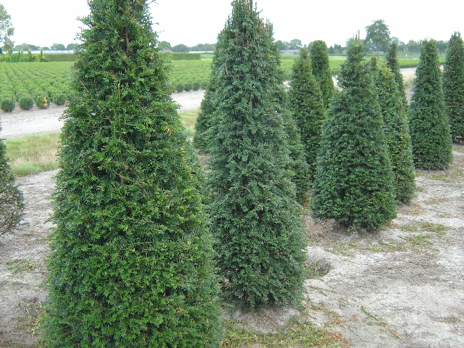 Taxus baccata Taxusheg, venijnboom