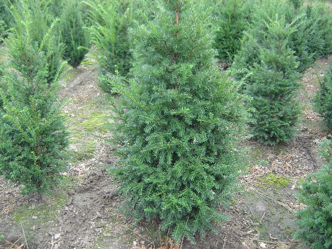 Taxus baccata Taxusheg, venijnboom