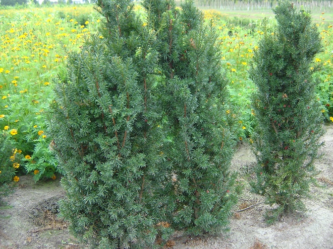 Taxus media 'Hicksii' Taxusheg, venijnboom