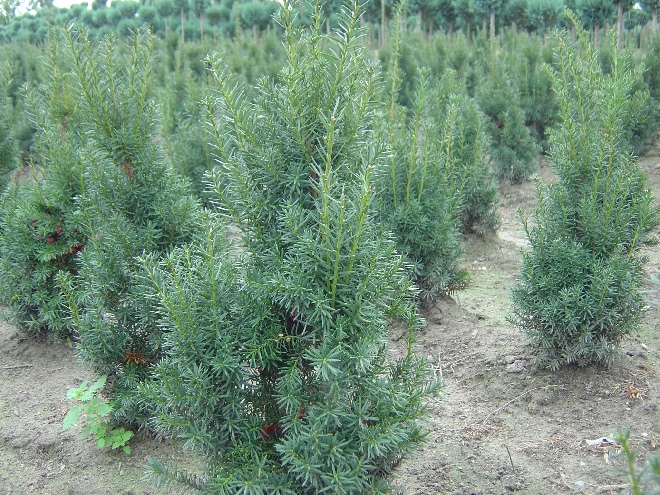 Taxus media 'Hicksii' Taxusheg, venijnboom