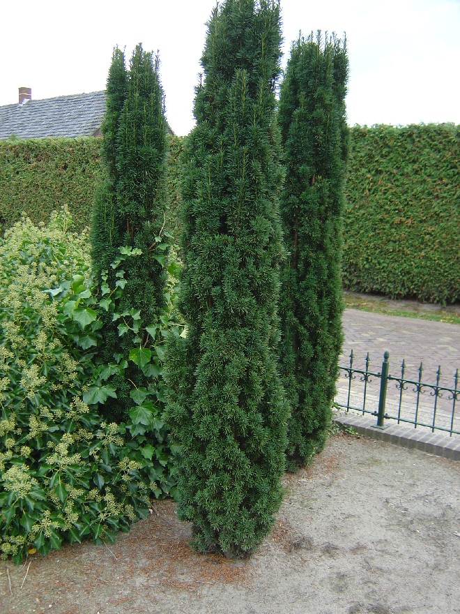 Taxus baccata 'Fastigiata Robusta' Zuilvormige Venijnboom