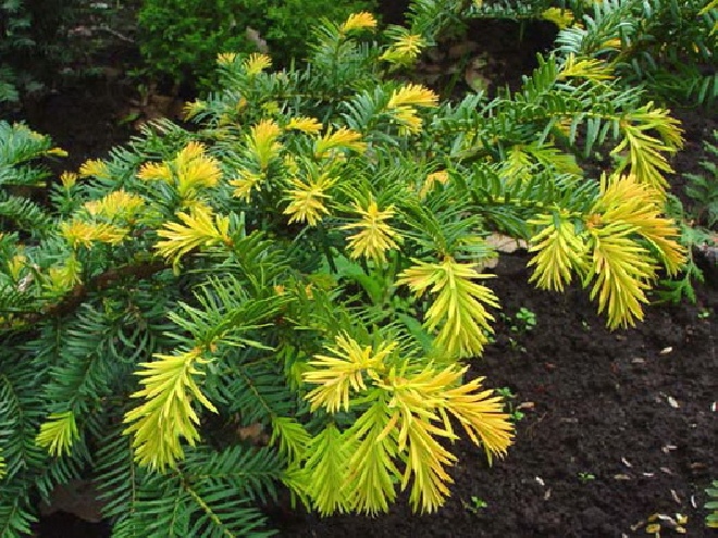 Taxus baccata 'Summergold' venijnboom
