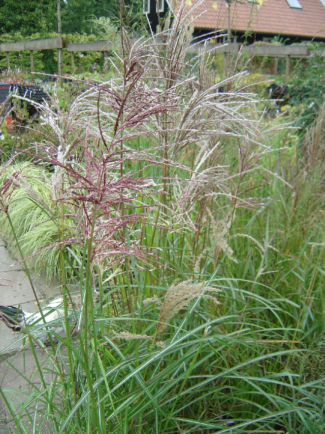 Miscanthus sinensis 'Vanilla Sky' Chinees riet