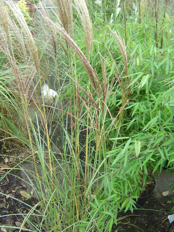 Miscanthus sinensis 'Kleine Silberspinne' Chinees Riet