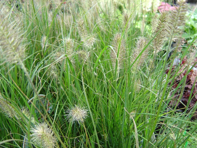 Pennisetum alopecuroides (syn. Pennisetum compressum, P. japonicum) Lampenpoetsergras, Borstelveergras