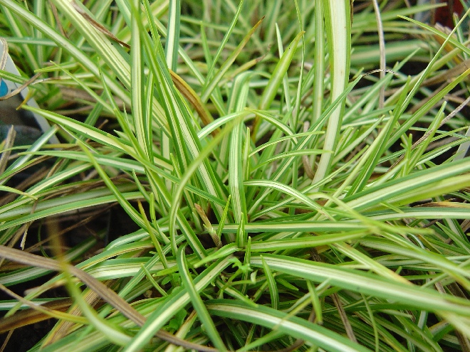 Carex ornithopoda 'Variegata' zegge
