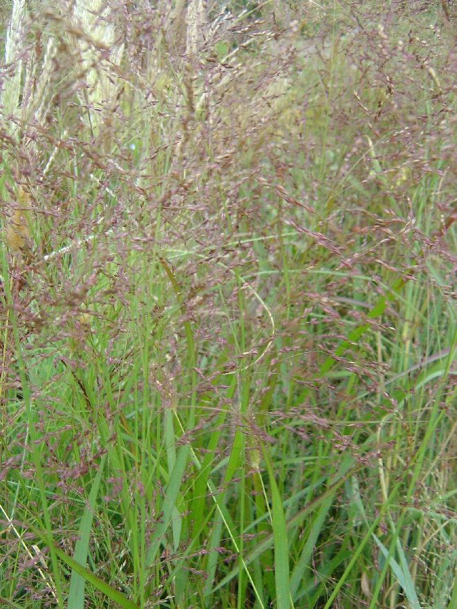 Panicum virgatum 'Northwind' Gierst, Vingergras