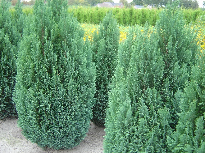 Chamaecyparis lawsoniana 'Alumii' Schijncypres