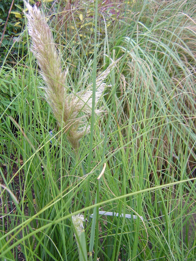 Cortaderia selloana 'Pumila' Pampasgras