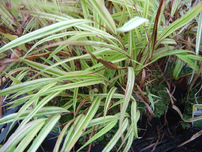 Hakonechloa macra 'Aureola' Japans Siergras