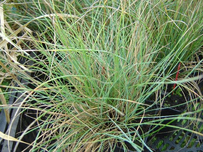 Festuca glauca 'Elijah Blue' Blauw Schapengras, Zwenkgras.