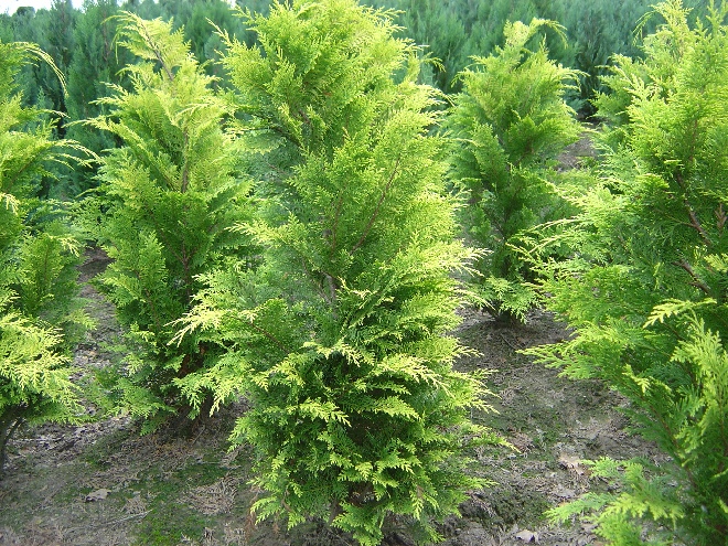 Chamaecyparis lawsoniana 'Stardust' Schijncypres