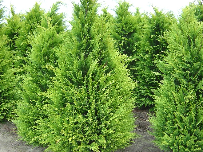 Chamaecyparis lawsoniana 'Stardust' Schijncypres