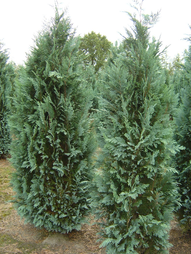 Chamaecyparis lawsoniana 'Columnaris' Blauwe Schijncypres