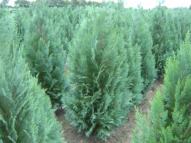 Chamaecyparis lawsoniana 'Columnaris' Blauwe Cypres