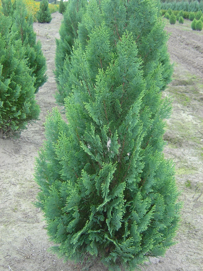 Chamaecyparis lawsoniana 'White Spot' Blauwe Schijncypres