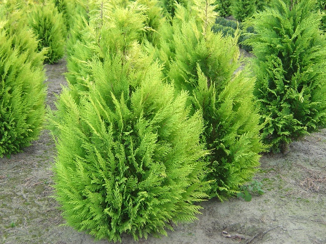 Chamaecyparis lawsoniana 'Ivonne' Gele Schijncypres
