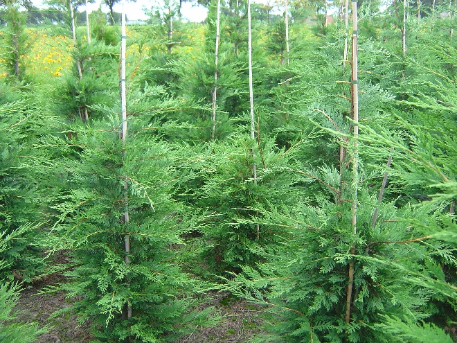 Cupressocyparis leylandii Groene Haagconifeer, Leylandii
