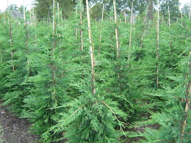 Cupressocyparis leylandii Groene haagconifeer, leylandii
