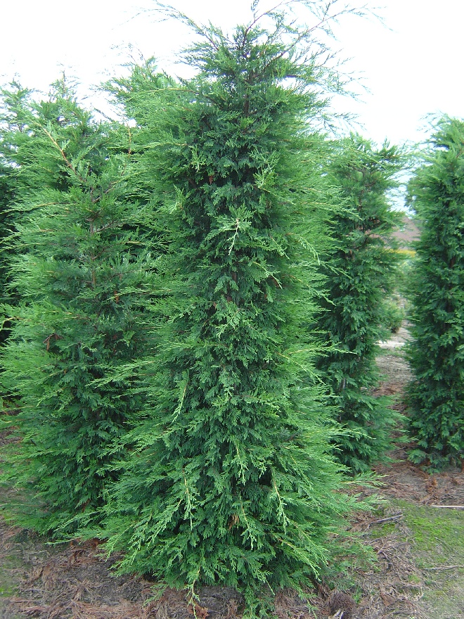 Cupressocyparis leylandii Groene Haagconifeer, Leylandii