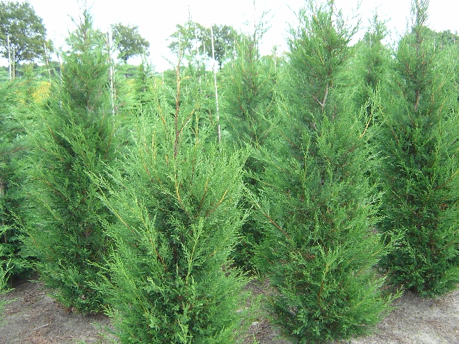 Cupressocyparis leylandii 'Tweeduizendéén' (syn. Cupressocyparis leylandii 2001)) Leyland Conifeer