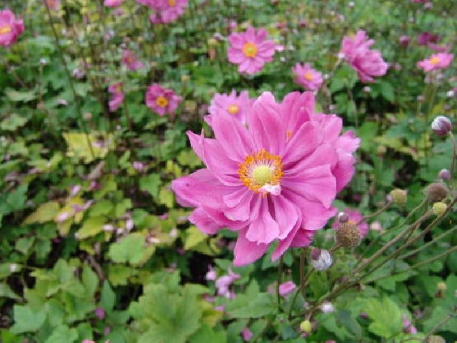 Anemone hybrida 'Margarete' Japanse Anemoon