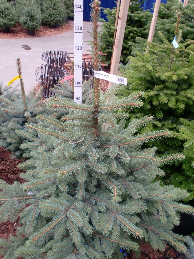 Picea pungens f. glauca Blauwspar