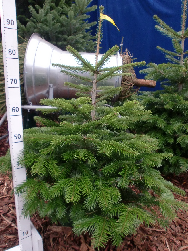 Abies nordmanniana (Kerstboom) Nordmann Fair-Forest Duurzaam