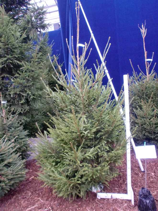 Picea abies (Kerstboom) Groene Kerstspar