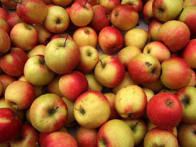 Malus domestica 'Jonagold' (LEIVORM) Appel Jonagold