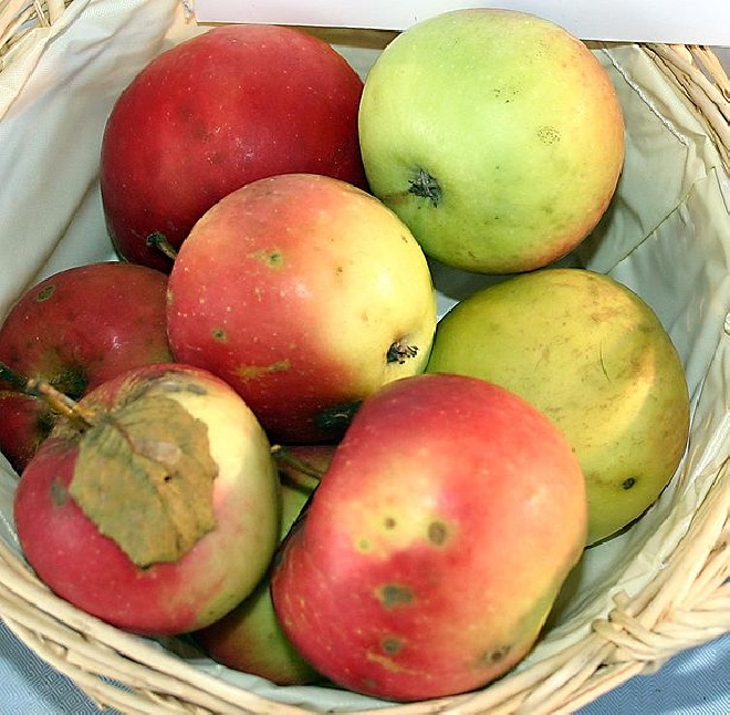 Malus domestica 'Rode Jonathan' Appel 'Rode Jonathan'