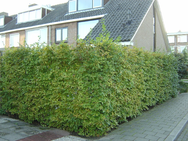 Carpinus betulus (Haagbeukheg) Haagbeuk