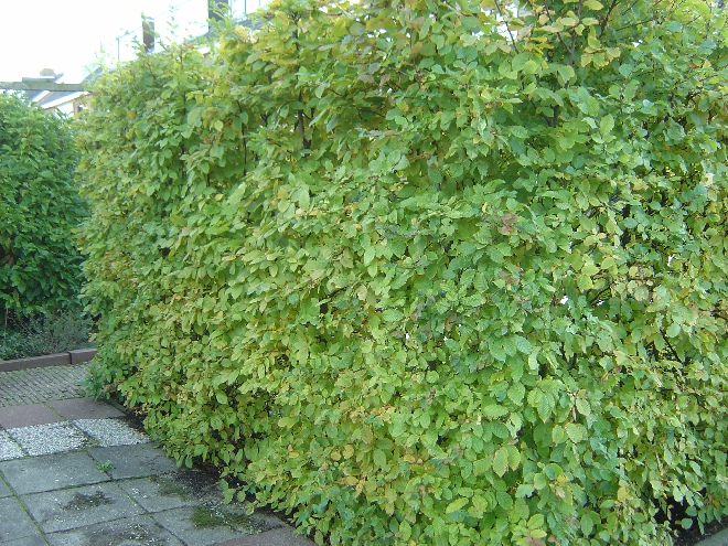 Carpinus betulus (Haagbeukheg) Haagbeuk