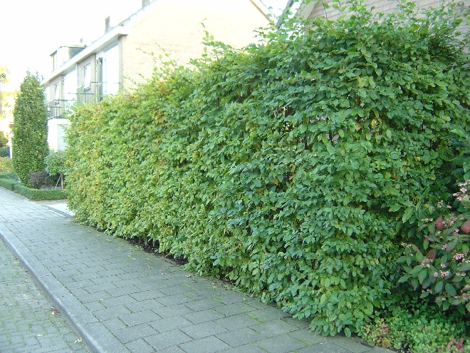 Carpinus betulus (Haagbeukheg) Haagbeuk