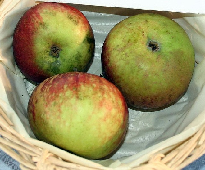 Malus domestica 'Ingrid Marie' Appel 'Ingrid marie'