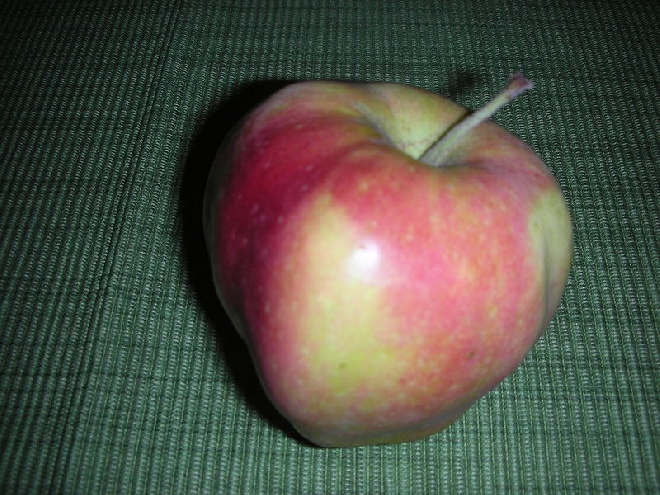 Malus domestica 'Gloster' appel 'Gloster'