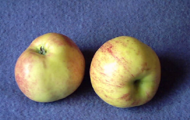 Malus domestica 'Gravensteiner' appel 'Gravensteiner'
