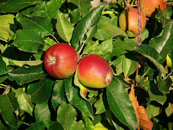 Malus domestica 'Groninger Kroon' appel 'Groninger Kroon'
