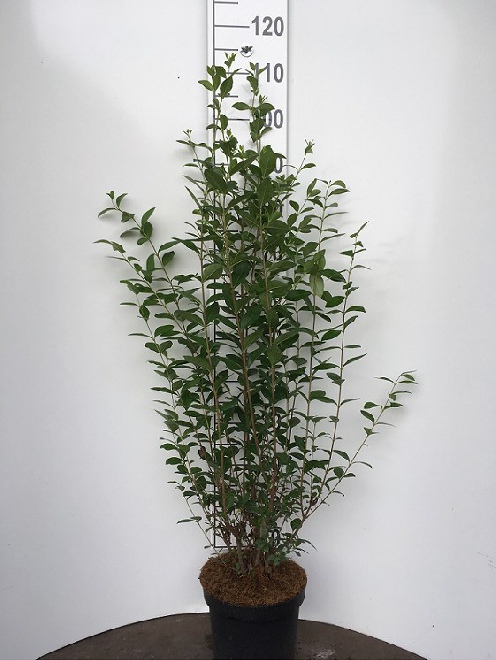 Ligustrum ovalifolium Liguster, Haagliguster, Ligusterhaag