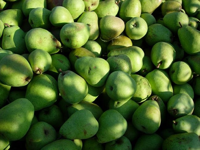 Pyrus communis 'Beurré Alexander Lucas'  Peer Alexandre Lucas