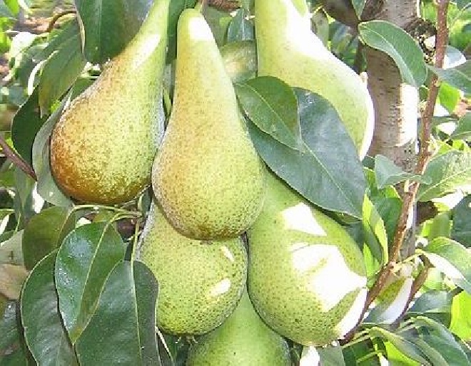 Pyrus communis 'Beurré de Mérode' (Dubbele Philip) Peer 'BeurrÃ© de MÃ©rode'